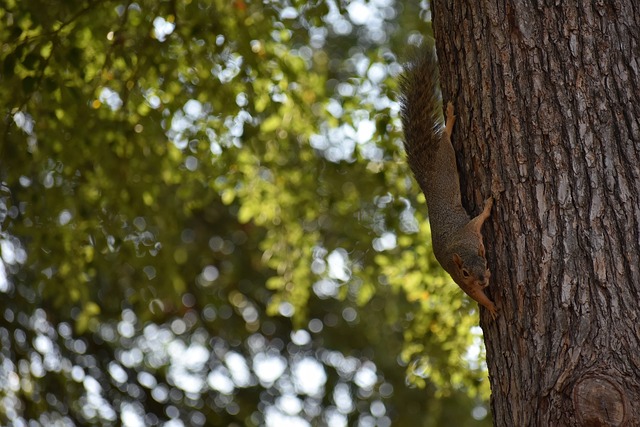 为帕尔马带 为帕尔马带