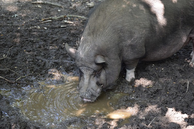 友的傳球並 友的傳球並